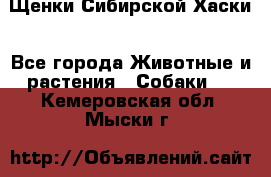 Щенки Сибирской Хаски - Все города Животные и растения » Собаки   . Кемеровская обл.,Мыски г.
